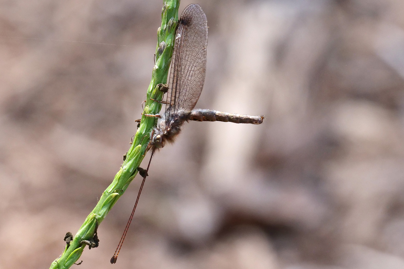 Ululodes macleayanus